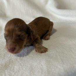 Montana - Red male Dachshund puppy in Sebring, Florida from Mini Weenies