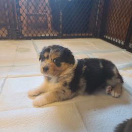 Australian Shepherd Puppies from Triple M Aussies