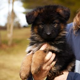 Avalon - German Shepherd puppy from Euro Deja