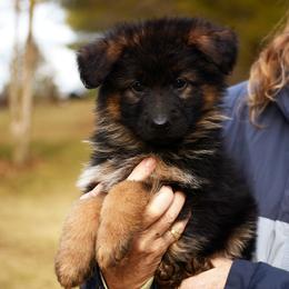 Avalon - German Shepherd puppy from Euro Deja