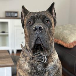 Crimson - Chestnut brindle male Cane Corso puppy in Lusby, Maryland from Coastal View Kennels