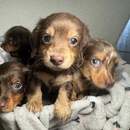 Dachshund Puppies from Dollhouse Doxies
