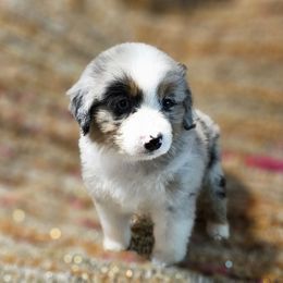 Pink collar - Blue merle female Miniature American Shepherd puppy in Griswold, Connecticut from Flatrock's Mini American Shepherd's