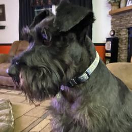 Toby - Miniature Schnauzer