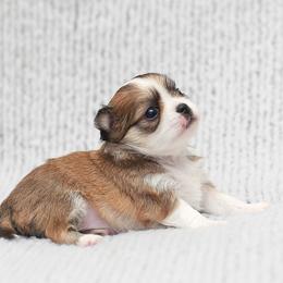 Bella - Fawn and white female Chihuahua puppy in Portland, Oregon from PNW Toy Breeds
