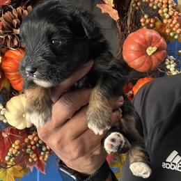 Boy 2 - Black and silver male Miniature Schnauzer puppy in Charlotte, North Carolina from Golden Leaf Kennels LLC