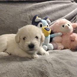 Otto - White male Miniature Schnauzer puppy in Carriere, Mississippi from Pea Patch Schnauzers