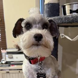 Miniature Schnauzers from Ka-Lee Rose Miniature Schnauzer’s