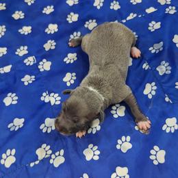 Vito - Blue male Italian Greyhound puppy in Duncanville, Texas from Oremor's