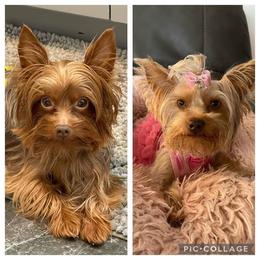 Yorkshire Terrier puppies from Wagsly Yorkie Puppies