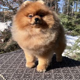 Tad - Pomeranian