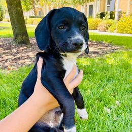 Ricky - Black and white male Cocker Spaniel puppy in Santa Ana, California from American Cocker Spaniel