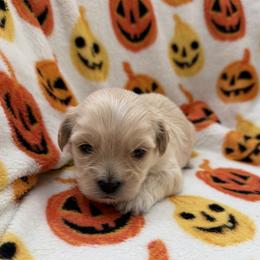 Snow - Cream female Maltipoo puppy in Mesa, Arizona from Marci's Maltipoos