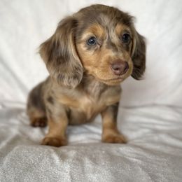 Dachshund Puppies from Breezy Florida Dachshunds