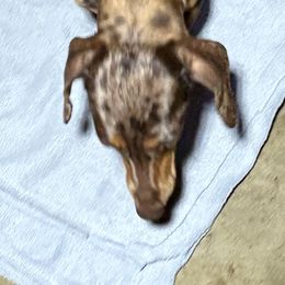 Cece - Dachshund