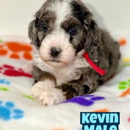 Kevin - Blue merle male Bernedoodle puppy in Beecher, Illinois from Erica’s Doodles