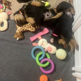 Rottweiler Puppies from CG Rottweilers