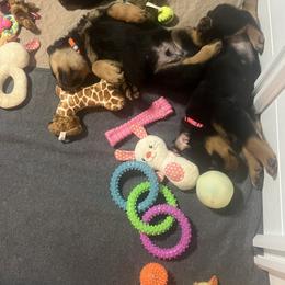 Rottweiler Puppies from CG Rottweilers