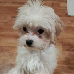 Taffie - Cream female Maltipoo puppy in Chattanooga, Tennessee from Joy-fur puppies