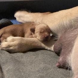 Boy 1 - Yellow male Labrador Retriever puppy in Littlefield, Arizona from Susan Burkey