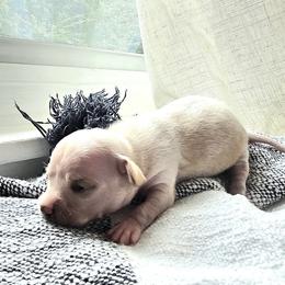Girl 2 - Cream female Chihuahua puppy in Virginia Beach, Virginia from Little Chi Village