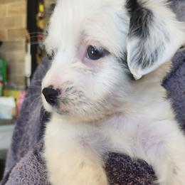 Russell - Black and white male Parson Russell Terrier puppy in Apple Valley, California from Jumping Jack's Russell Terriers