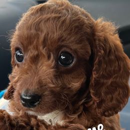 Cavapoos from QuiGents