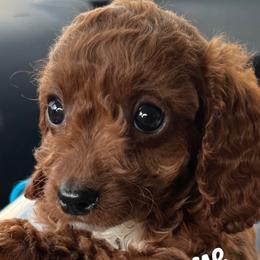 Cavapoos from QuiGents