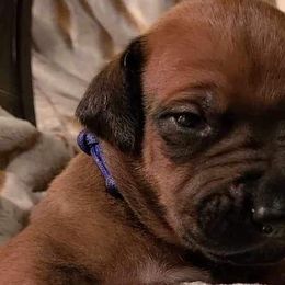 Boy 1 - Rd whtn blk nose Rhodesian Ridgeback puppy in Cary, Illinois from Blyde River Rhodesian Ridgebacks