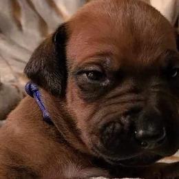 Boy 1 - Rd whtn blk nose Rhodesian Ridgeback puppy in Cary, Illinois from Blyde River Rhodesian Ridgebacks