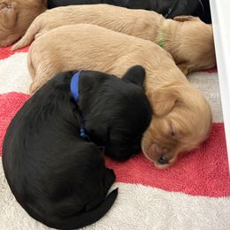 Cavapoo Puppies from Timpview Cavapoos