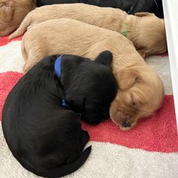 Cavapoo Puppies from Timpview Cavapoos