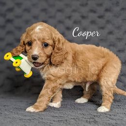 Bernedoodle and Cavapoo Puppies from Wag'in Tails