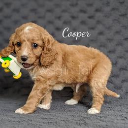 Bernedoodle and Cavapoo Puppies from Wag'in Tails