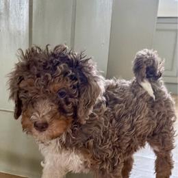 Jazzy - Merle female Bernedoodle puppy in Chilmark, Massachusetts from Martha’s Vineyard Bernedoodles