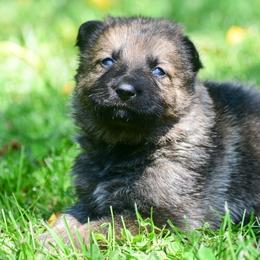 Sable girl - Sable female German Shepherd puppy in Clarkrange, Tennessee from Vom Wolff