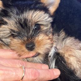 Yorkshire Terriers from Timber Hills Yorkshire Terriers