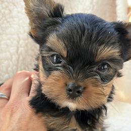Teddy - Black and tan male Yorkshire Terrier puppy in Ephrata, Pennsylvania from Heritage Yorkies