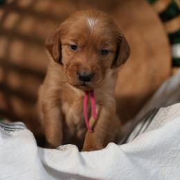Lucy - Dark golden female Golden Retriever puppy in Payette, Idaho from Stonewick Retrievers