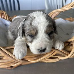 Australian Mountain Doodle Puppies from Tolman Acres