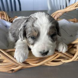 Australian Mountain Doodle Puppies from Tolman Acres
