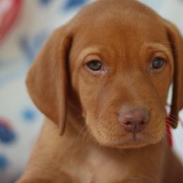 Freedom - Golden rust male Vizsla puppy in Bloomington, Indiana from Envizion