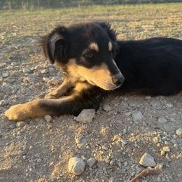 Hunter - Black tri male Miniature Australian Shepherd puppy in Floresville, Texas from The Blessed Barnyard