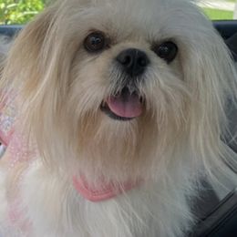 Shih Tzus from Babyface Shih-Tzu