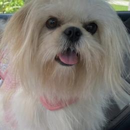 Shih Tzus from Babyface Shih-Tzu