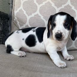 CKC Picasso - Piebald male Dachshund puppy in Joshua Tree, California from Desert Dreams Ranch