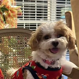 Goldendoodle, Maltese, Maltipoo, and Poodle All Grown Up from Dream Paws Puppies, LLC