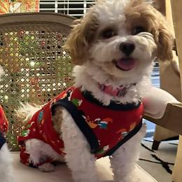 Goldendoodle, Maltese, Maltipoo, and Poodle All Grown Up from Dream Paws Puppies, LLC