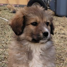 Hunca Munca - Colorado Mountain Dog puppy from Big Sky Acres