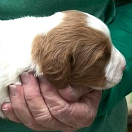 Pink boy 5 - Orange and white male Brittany puppy in Floyd Knobs, Indiana from Cross Creek Brittanys